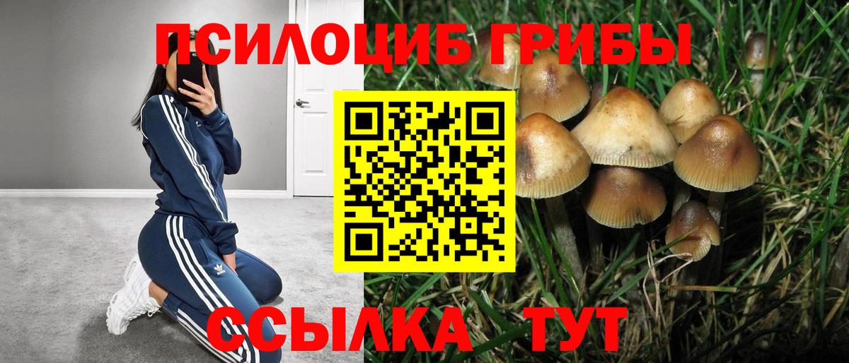Псилоцибиновые грибы мухоморы  наркошоп  Асино  Вход с VPN  Псилоцибиновые грибы Cubensis 